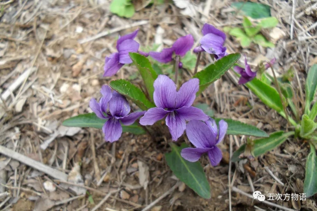 為什麼紫花地丁只開一次花卻常年結果