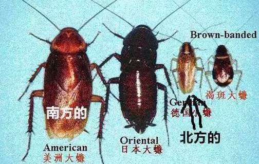 蟑螂为什么叫小强图片