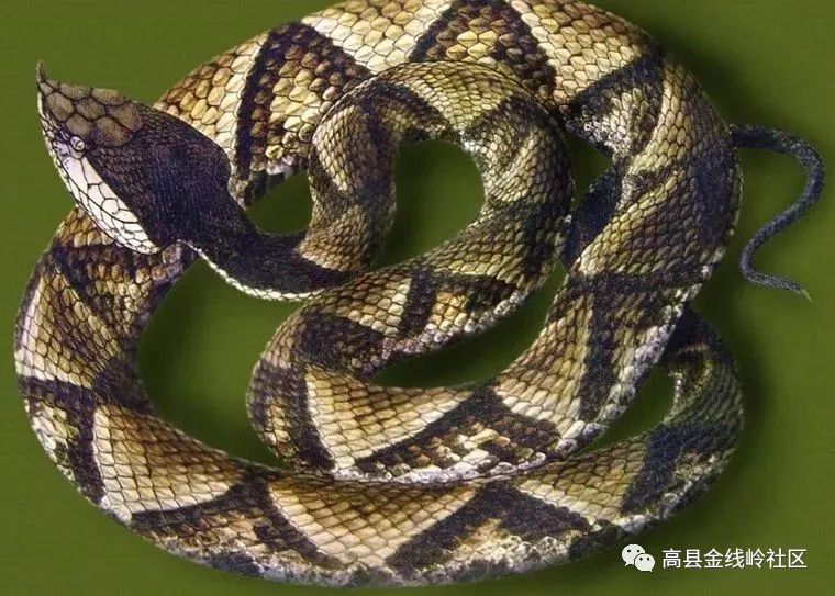 吓人!宜宾村民家中惊现一条2米多长大蛇