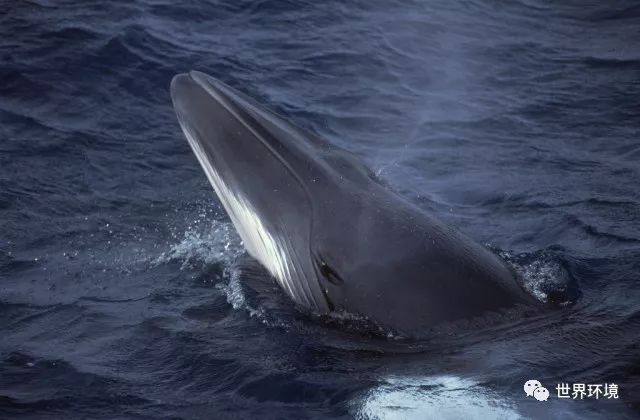 灭绝的开始?濒危露脊鲸近30年首次没有新生幼崽