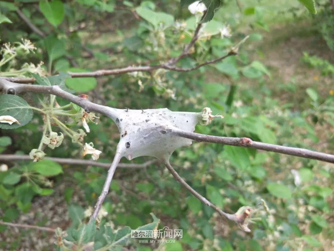 柳树上成团的黑色虫子是天幕毛虫幼虫,在东北地区阔叶树木上很常见,是