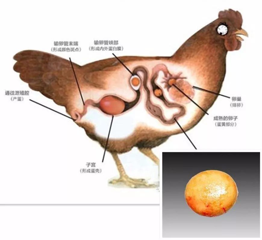 鸡胆在什么位置图片图片