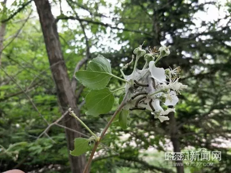 柳树上成团的黑色虫子是天幕毛虫幼虫,在东北地区阔叶树木上很常见,是