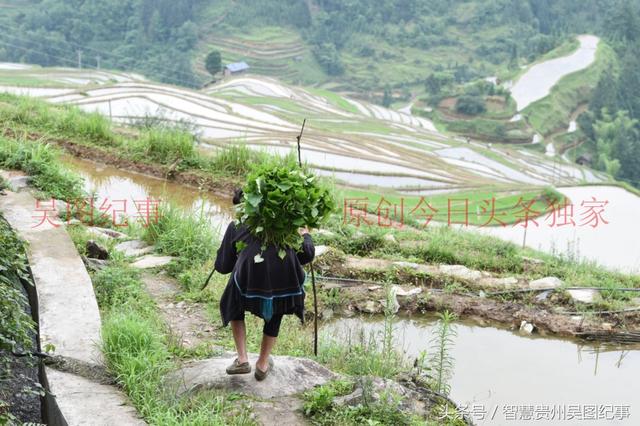 贵州:八十岁老太太一大清晨上山打猪草,步履跚跚重复一生的路