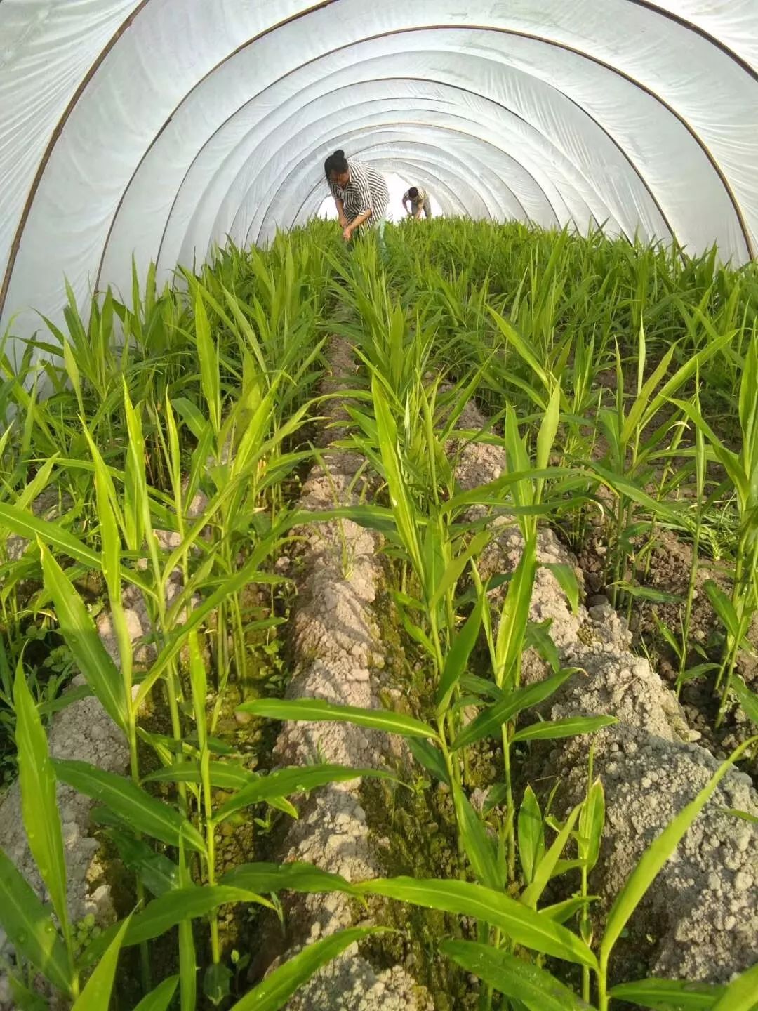 種植生薑已有幾百年的歷史,2014年,樂山市五通橋區農業技術推廣中心