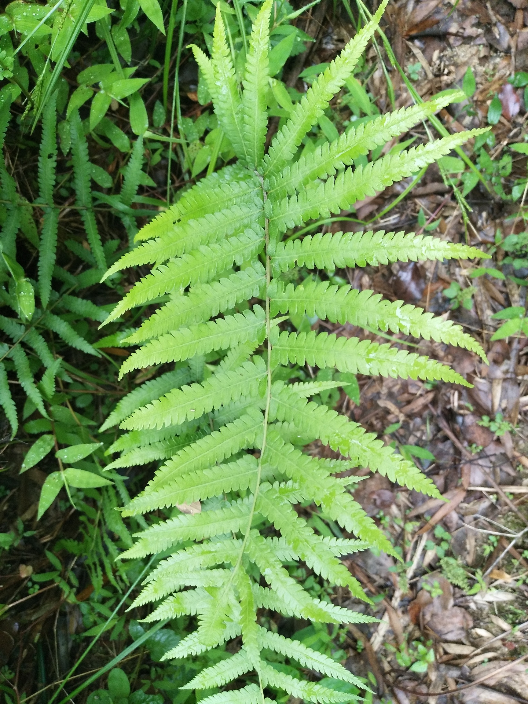 贵州凤尾粑粑的植物图片