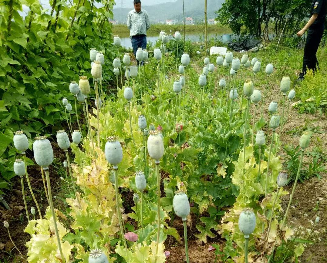 中发现草塔后山芝有一块菜地上种植了一批疑似毒品原植物罂粟的作物