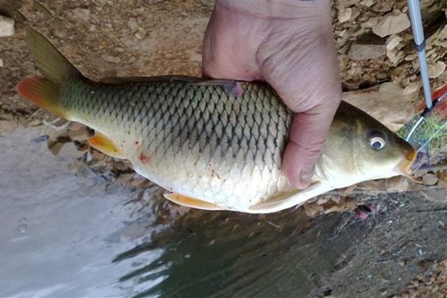 野釣鯉魚,注意掌握好方法,魚獲問題再也不用擔心!