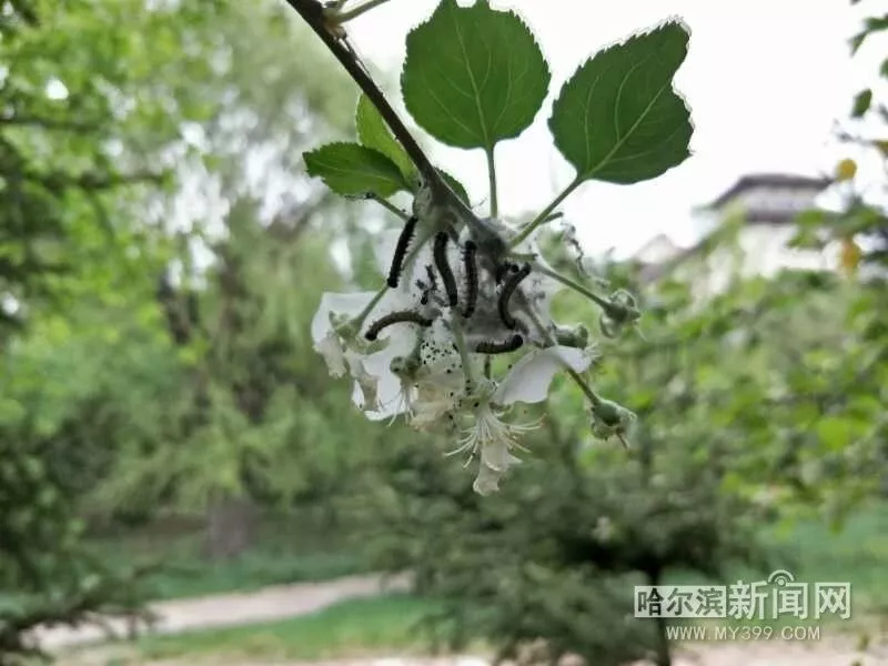 柳树上成团的黑色虫子是天幕毛虫幼虫,在东北地区阔叶树木上很常见,是