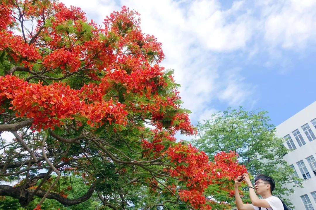 鮀城金凤花怒放,一片火红惹人恋