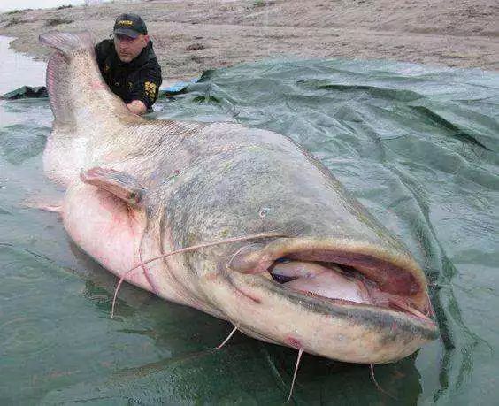 世界最大的鲶鱼图片