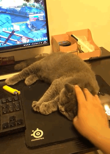 猫咪缠着玩电脑的主人撒娇:为什么要玩游戏?是我不好玩吗?