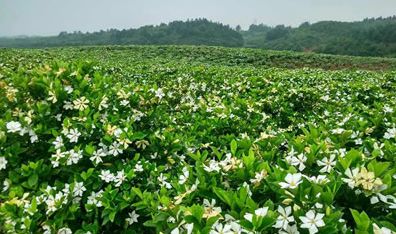 临沂栀子花基地图片