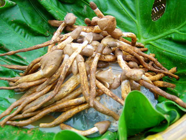 食材分享|到广东一定要吃的荔枝菌,全世界只有这里才有哦