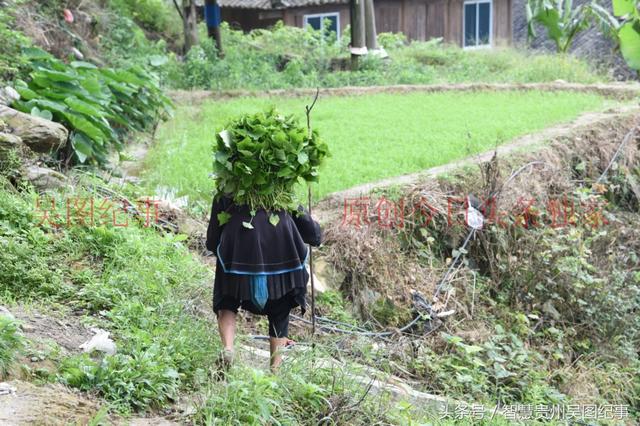 贵州:八十岁老太太一大清晨上山打猪草,步履跚跚重复一生的路