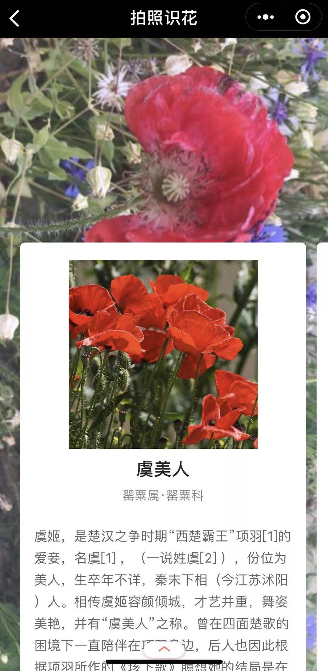 "毒花"美人"傻傻分不清楚?我们教你一秒明辨涉毒植物