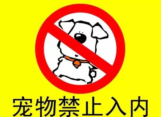 我是一只导盲犬我喜欢上海因为可以坐地铁