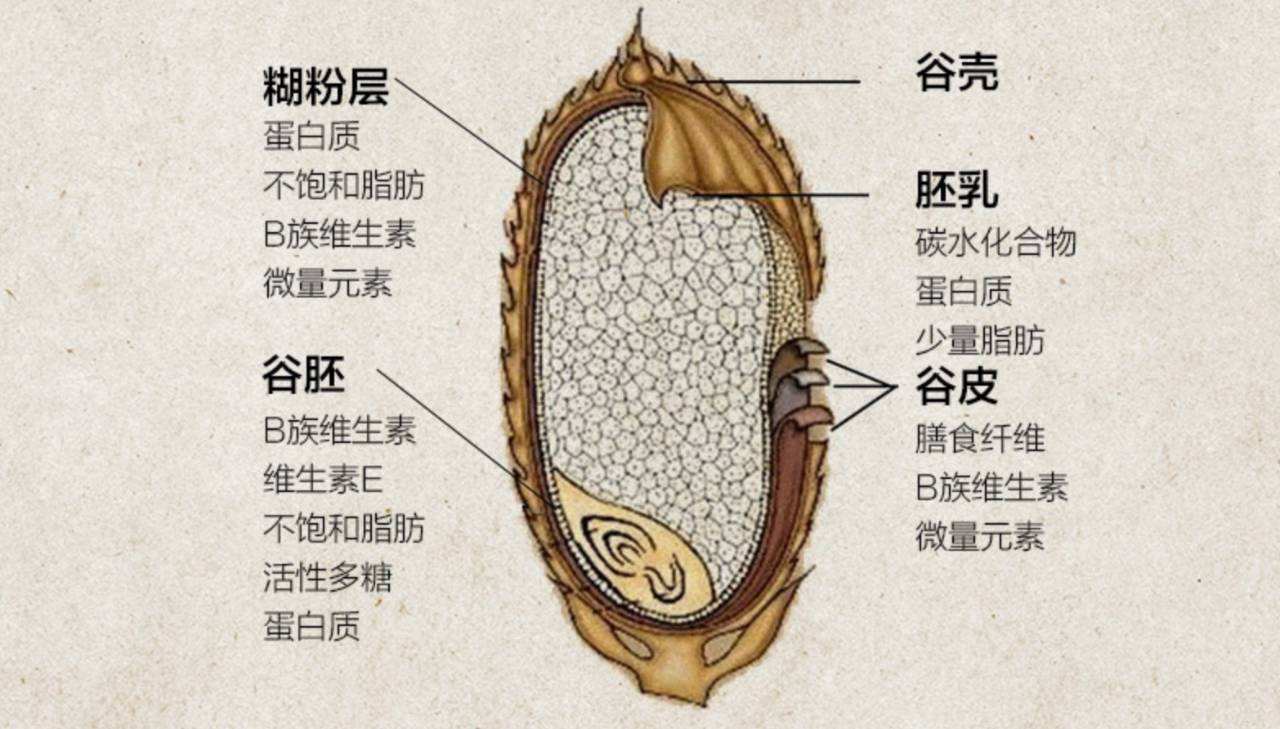 胚乳的作用图片