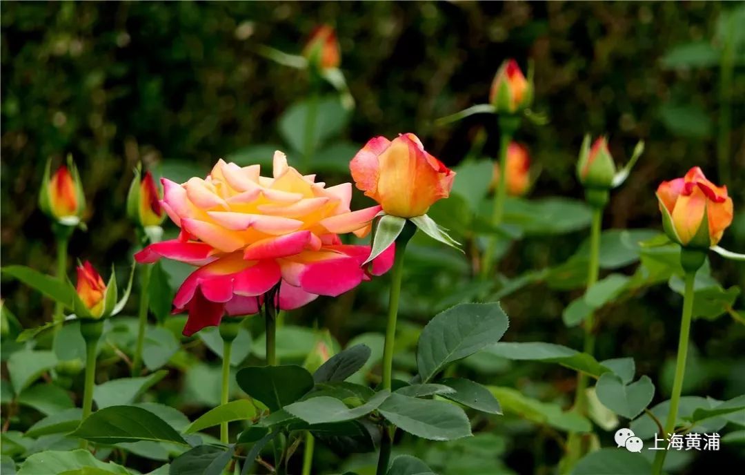 月季花什麼時候開(月季花什麼時候開幾點開)