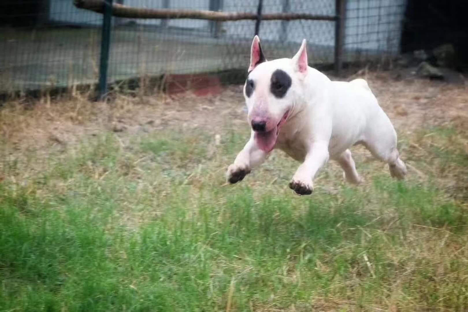 牛頭梗是大型犬類麼