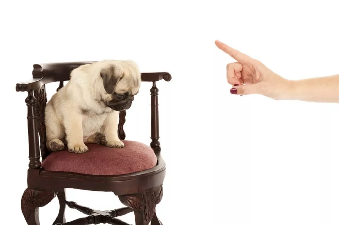 10种狗狗讨厌的行为！你有对狗狗做过吗？
