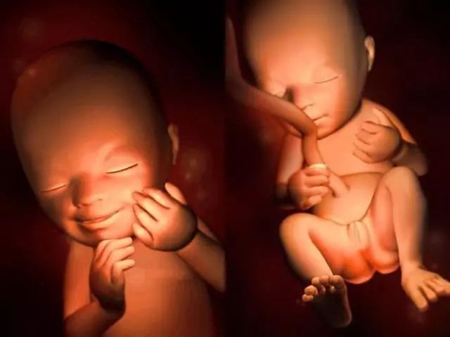 原来胎儿在妈妈肚子里是这样一点一点长大的好神奇原来胎儿在妈妈肚子