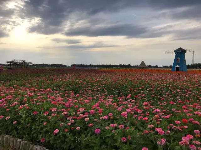 乌海蒙根花门票图片