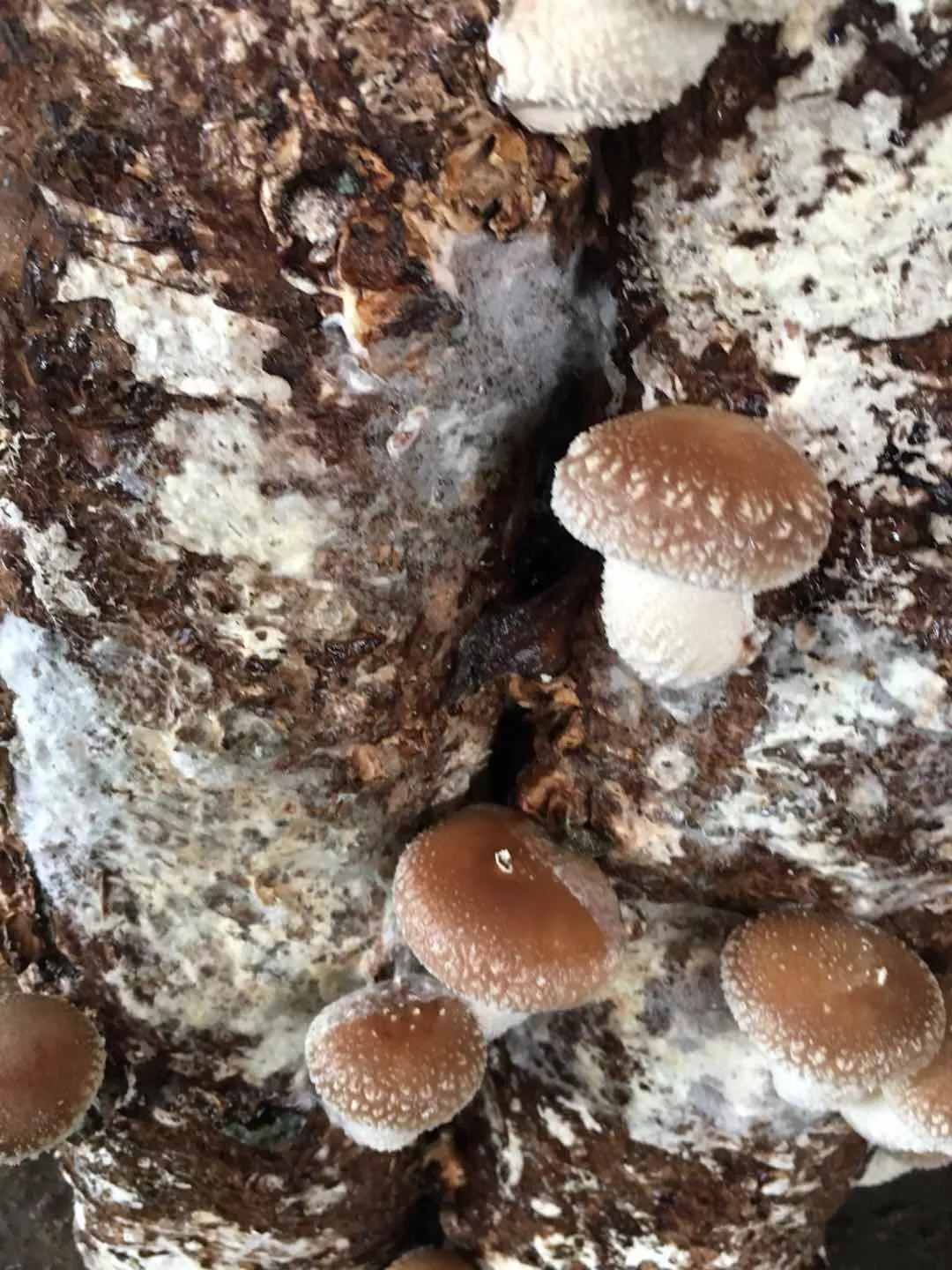 香菇菌袋长白霉图片图片