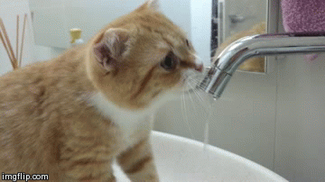 猫花式喝水的一百种方式简直萌呆了