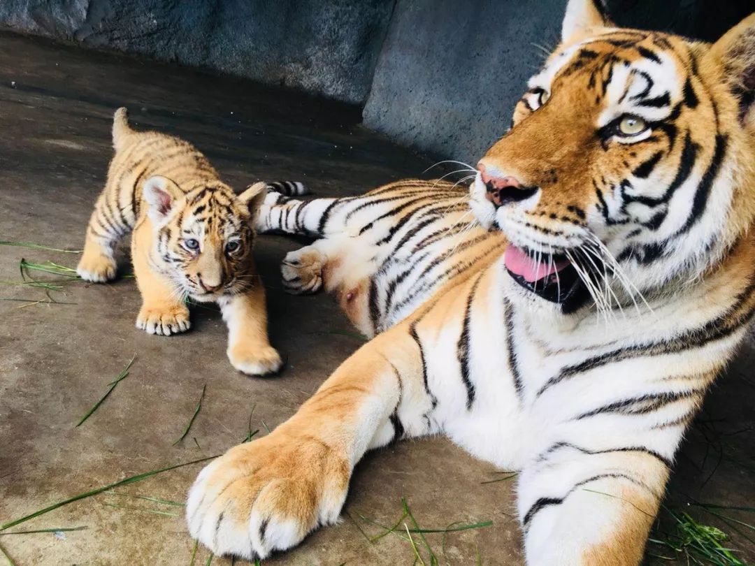 滄州動物園新添四胞胎小虎崽視頻看看它們有多萌7