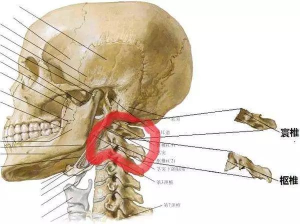 寰椎怎么读图片