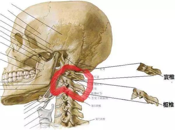 寰椎位置图图片