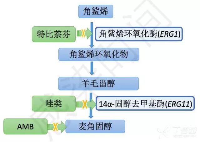 主要抗真菌药物作用机制包括磷脂,麦角固醇,葡聚糖合成酶等.