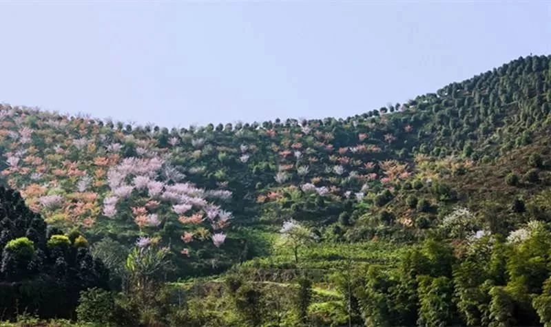 將竹海鎮老街區分為古代,革命時代,近現代和國際四個部分來建設竹海