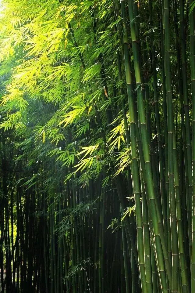 静坐于竹林中,听风声,满山的翠竹,随风摇曳,发出沙沙的声响,像是