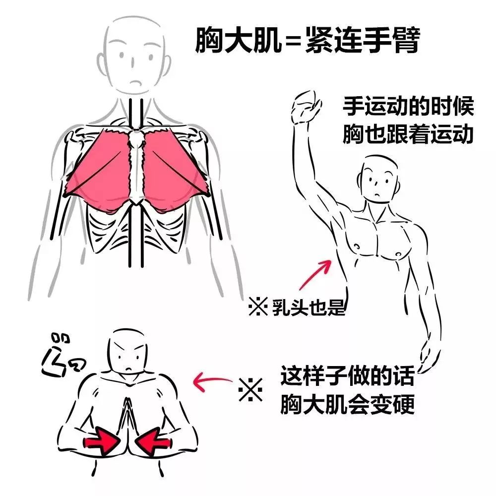 胸肌的画法构成离不开手臂与肩部的动作,这三者要做到同步,配合.