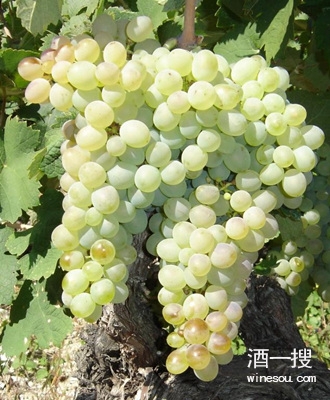 神索 (cinsault) ,慕維得爾(mourvèdre) ,佳麗釀(carignan),西拉