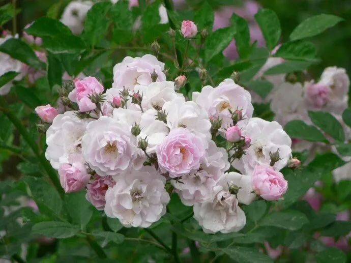 太美了薔薇花開正豔這樣的城陽等你來撩