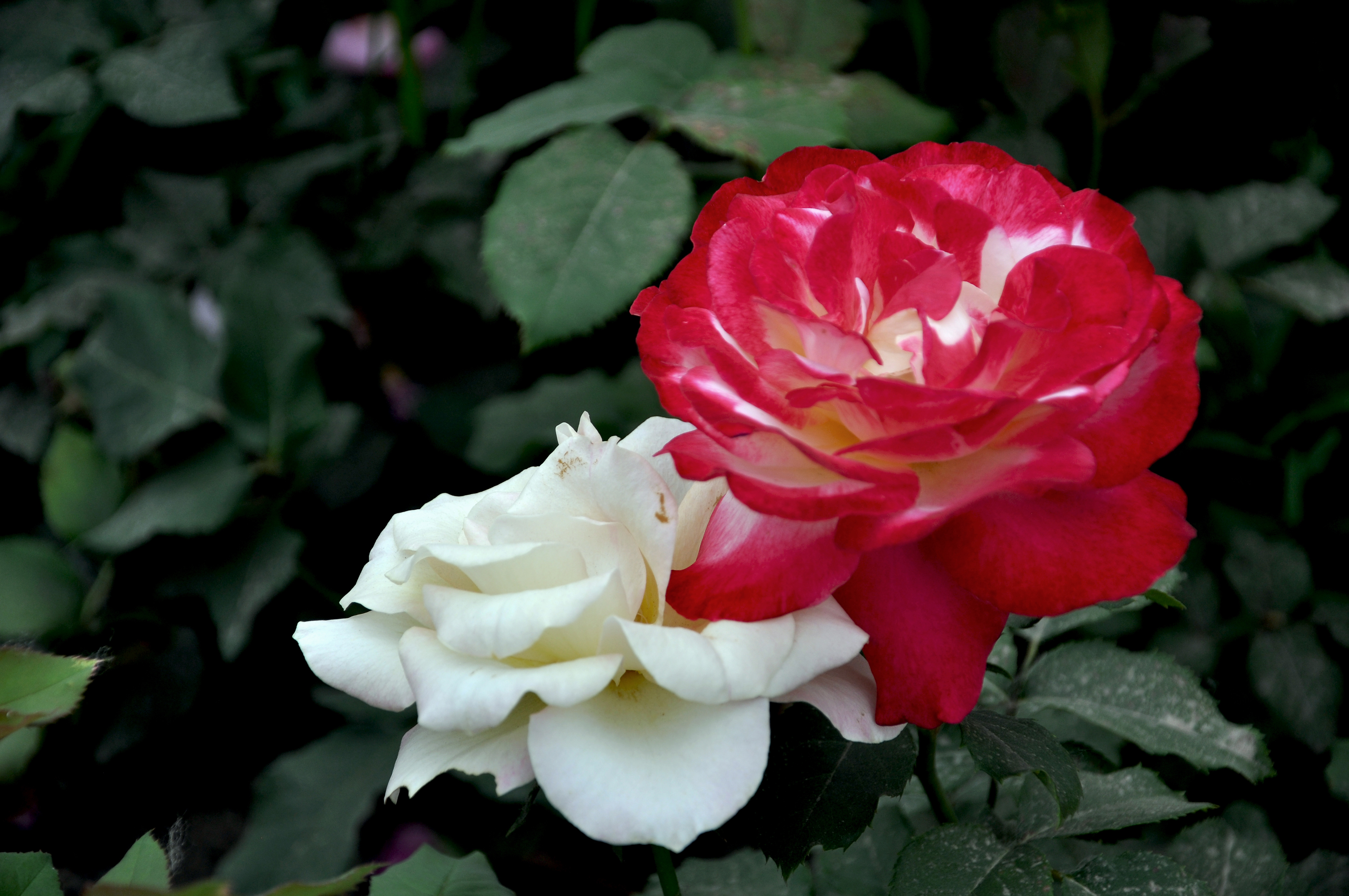 花香悠远月月红月季花