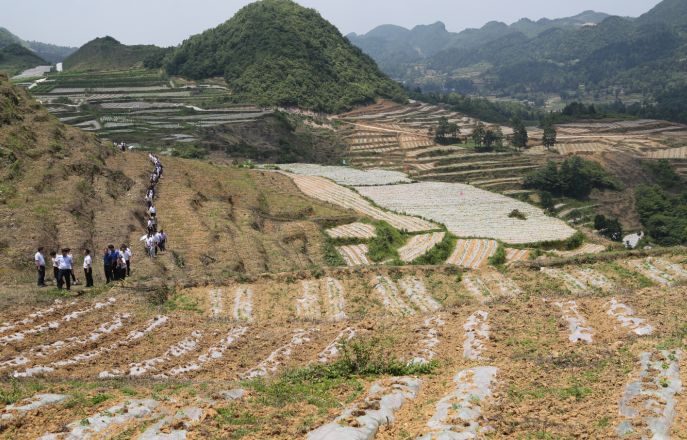 与会人员在构皮滩镇永兴村中药材丹参基地参观会上,白泥镇围绕脱贫