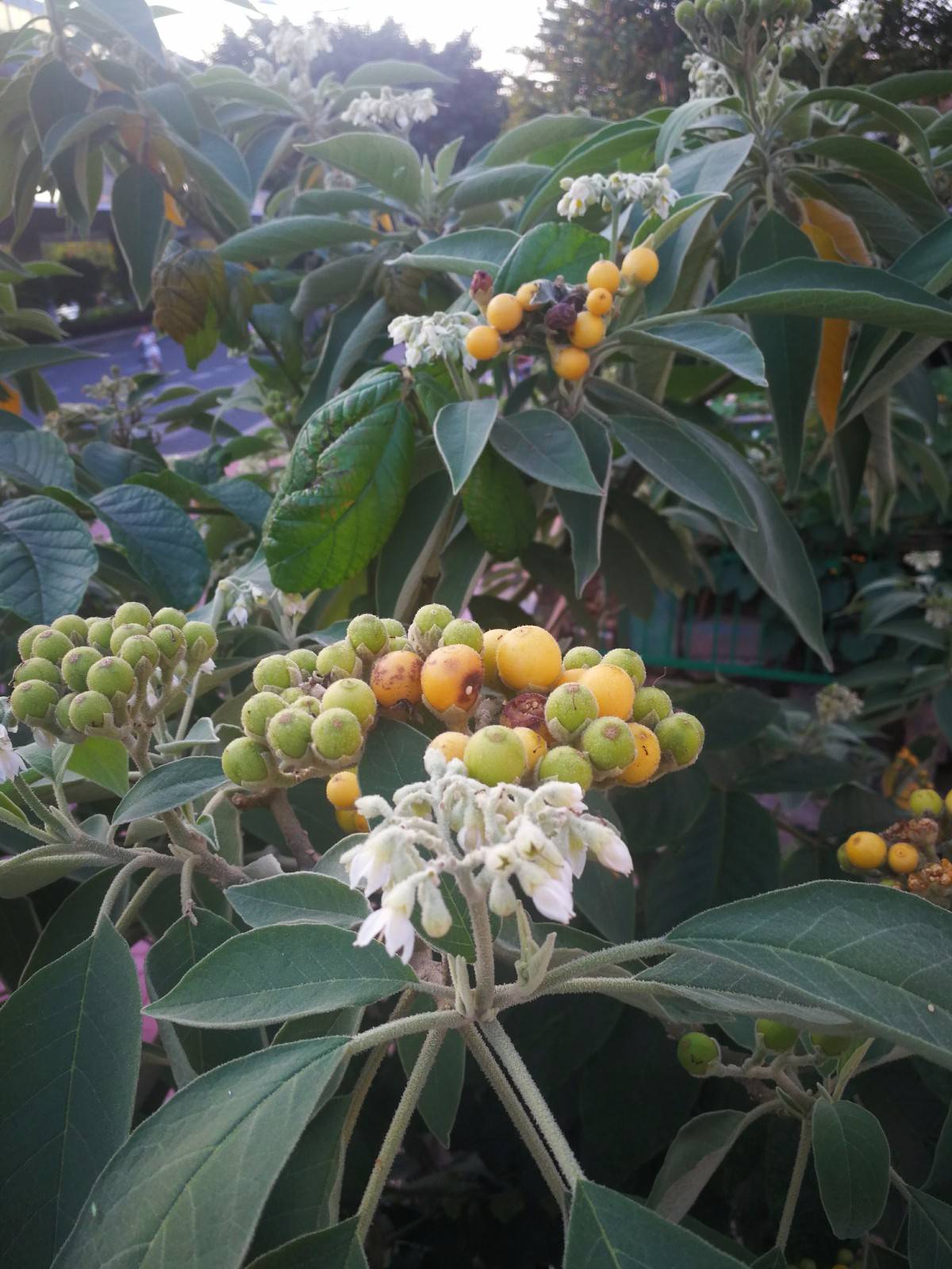 看似像菸草花葉,結果卻成假菸葉樹,你可記得老家田頭路邊的花?