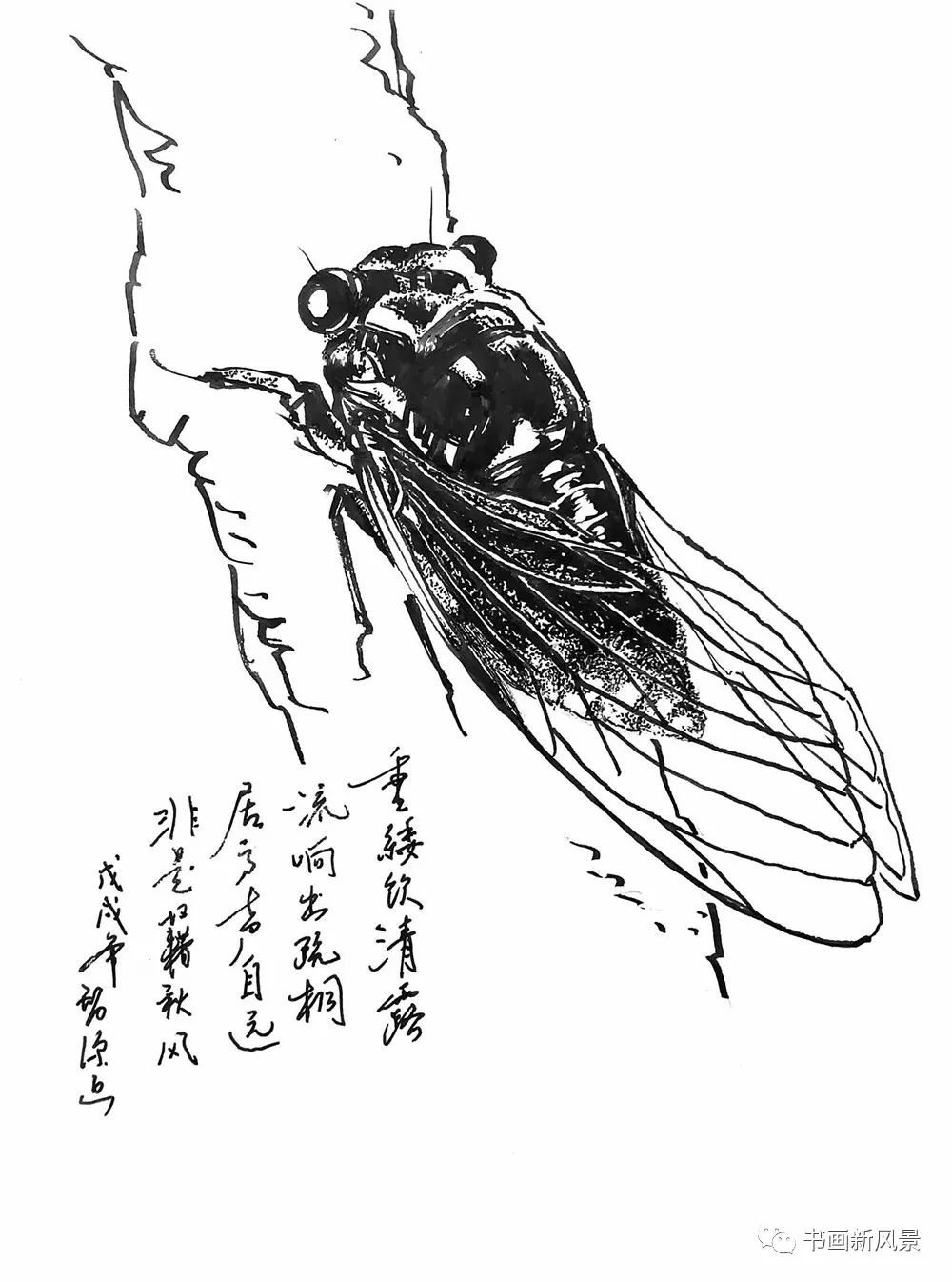 鋼筆畫蟬太棒啦