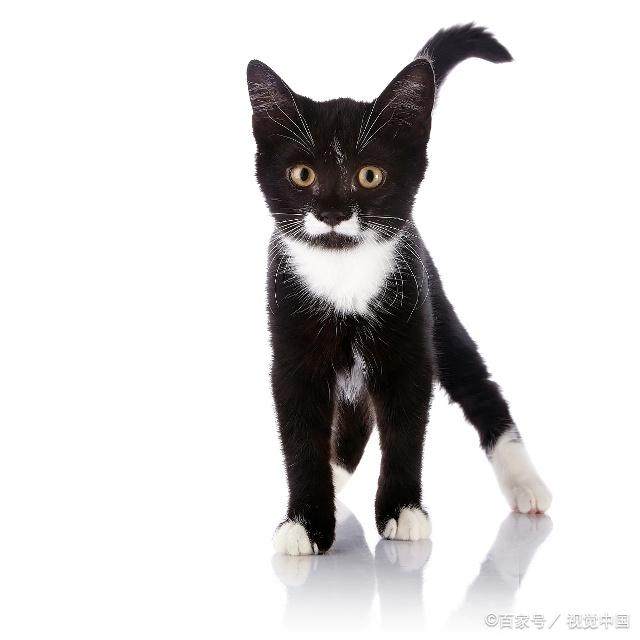 猫咪为什么摇尾巴?其实是内心状态的晴雨表