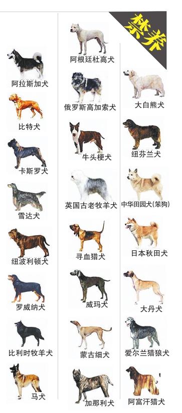 中国十大禁犬允许图片