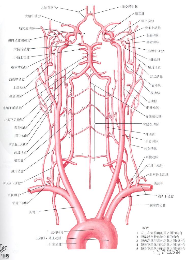大脑动脉环解剖图图片