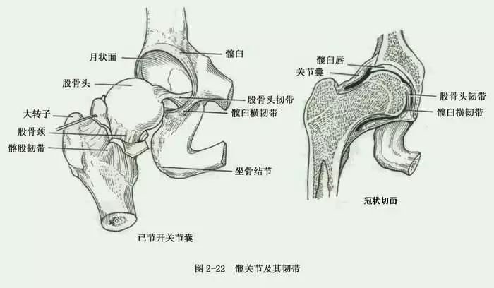 髋关节后面解剖图图片