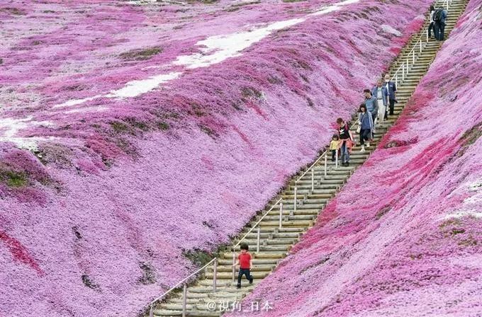 京都岚山竹林出现世界各国语言的涂鸦 寺院僧人得抑郁症被认定工伤