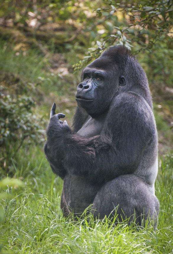 当围观的人多了,把这位猩猩大哥给惹怒了,它居然用人类的方式来鄙视