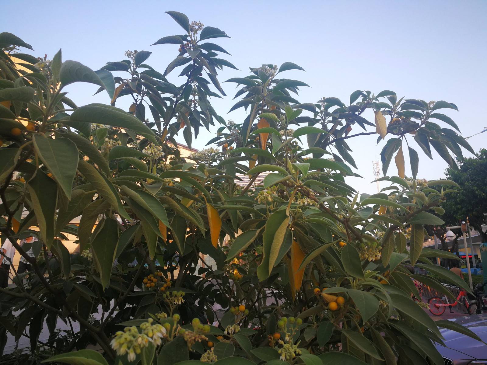 看似像菸草花葉,結果卻成假菸葉樹,你可記得老家田頭路邊的花?