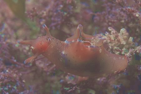 人類容易混淆的生物記住海兔不是兔只是能生成葉綠素